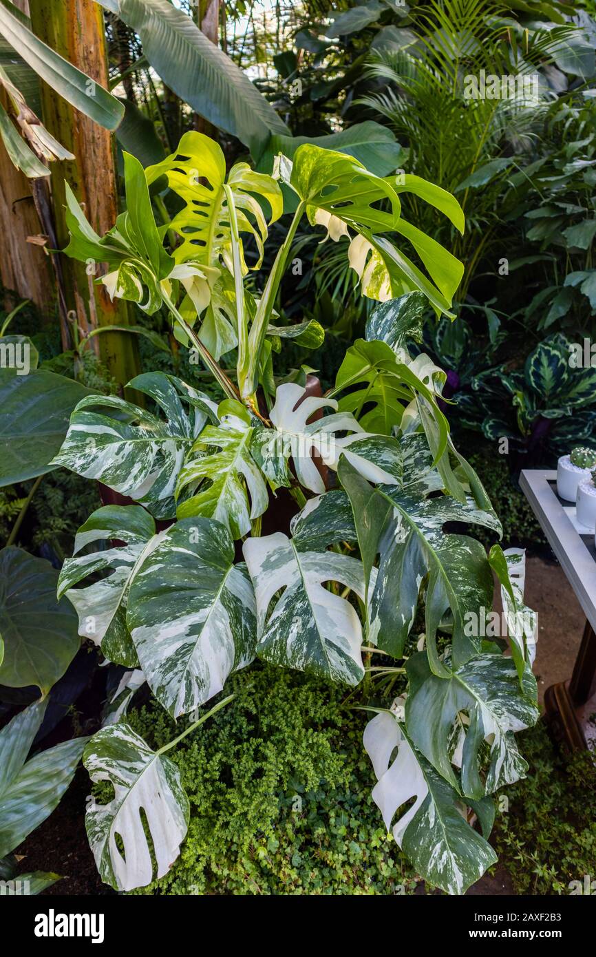 Variierte Monstera deliciosa (Schweizer Kserei) in der bernahme von Giant  Houseplant, einer Veranstaltung im Glasshouse in RHS Gardens, Wisley,  Surrey, U Stockfotografie - Alamy