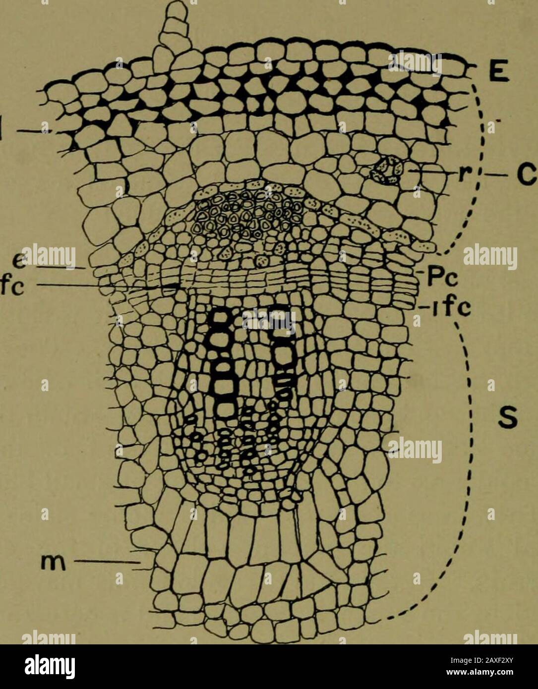Pflanzen und ihre Wege in Südafrika . ATH. Umgeben von der Endodermis liegt die Stele. Es besteht aus einer Masse von geschliffenem Gewebe oder Bindehaut, die einen gebrochenen Ring aus Gewebe bildet, der elliptische Flecken bildet. In einem frischen Stamm erscheinen sie weiß zur Mitte hin und grünlich ohne. Es handelt sich um die komplexen Fibro-vascularbündel. Jod hat den inneren Teil rotbraun gefleckt. Diese Region, das Xylem, enthält die Holzvesselsandfasern. Wenn der Stamm, der in Methylblau platziert wurde, untersucht wird, wird beobachtet, dass diese Zellen den Bluesince aufgenommen haben, den sie für den Aufwärtspfad von dienen Stockfoto