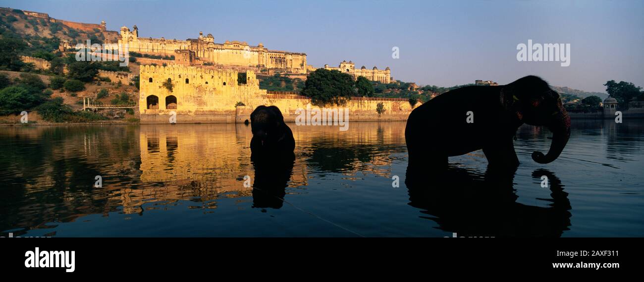 Silhouette zweier Elefanten in einem Fluss, Amber Fort, Jaipur, Rajasthan, Indien Stockfoto