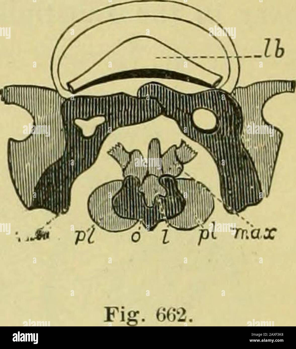 Leitfaden für die Untersuchung von Insekten und eine Abhandlung über diejenigen, die für die Ernte schädlich und nützlich sind, für die Verwendung von Hochschulen, Bauernschulen und Landwirten. Stockfoto