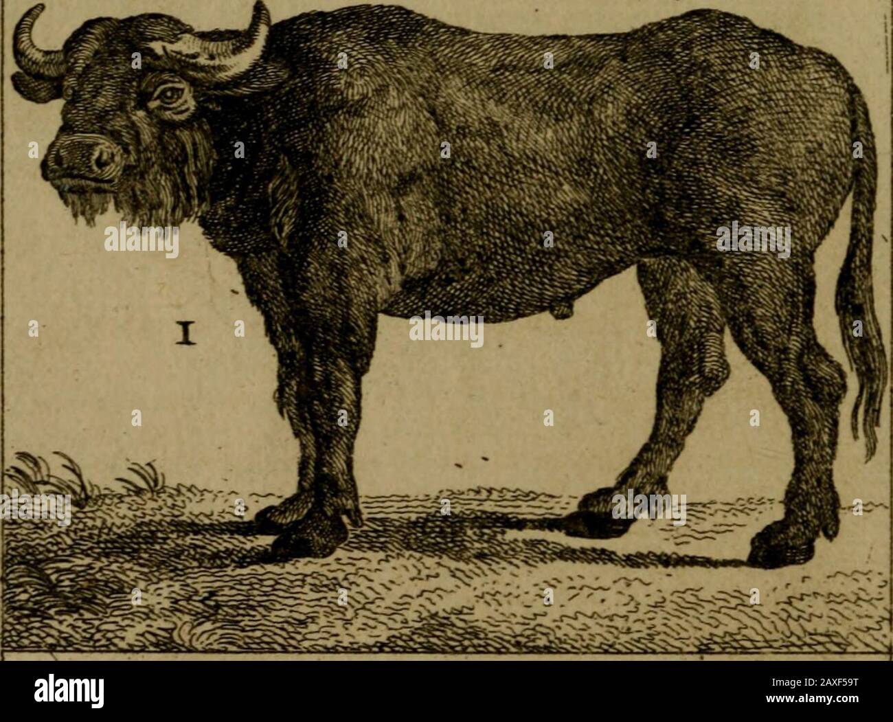 Histoire naturelle, générale et particulière, avec la description du Cabinet du roi. Ll.e-Baj(la. NT données du buffle, qui Font moins mauvais * fes que celles des autre; Stockfoto