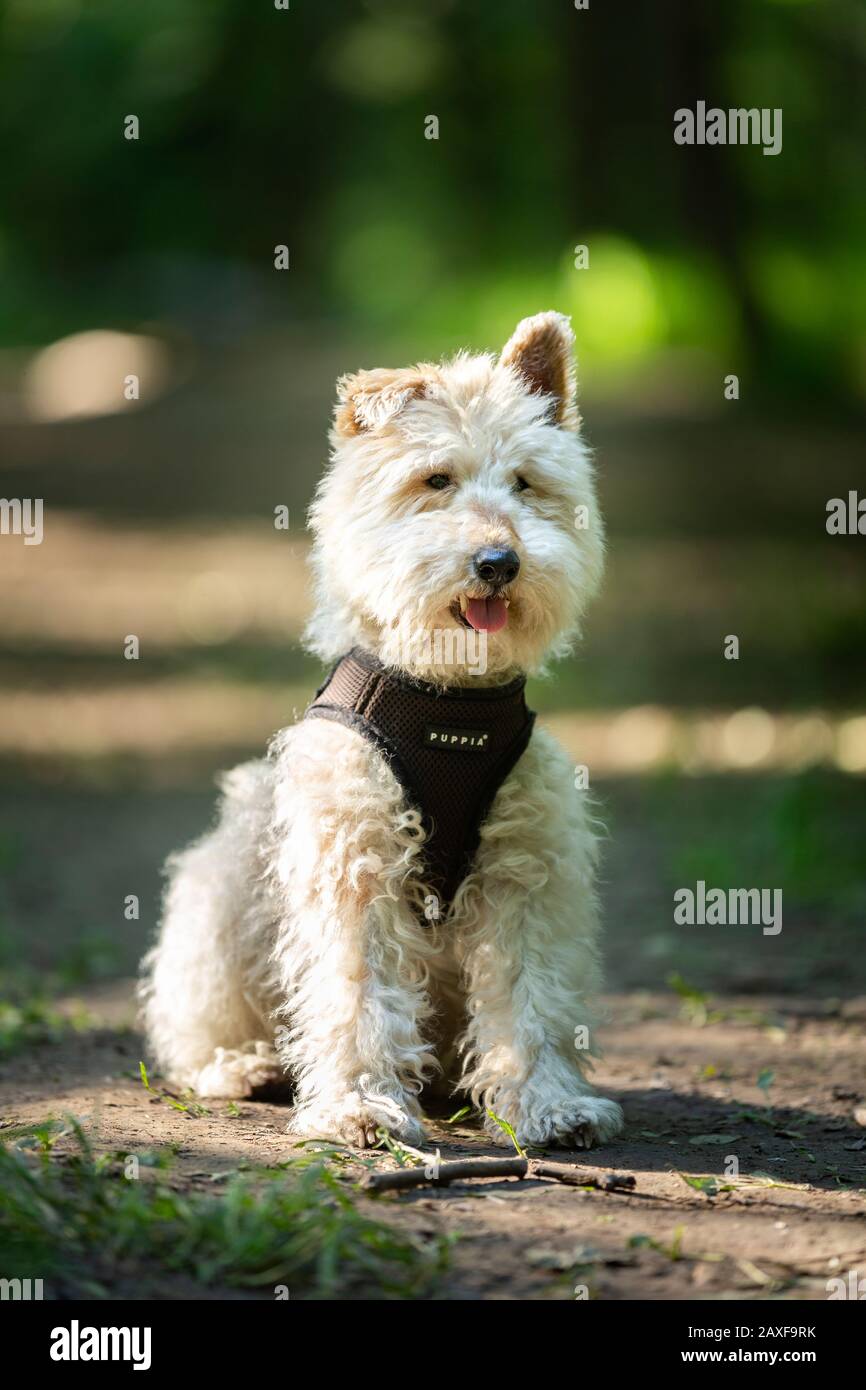 Vertikale Aufnahme eines niedlichen Hundes sitzt auf dem Boden Mit unscharfem Hintergrund Stockfoto