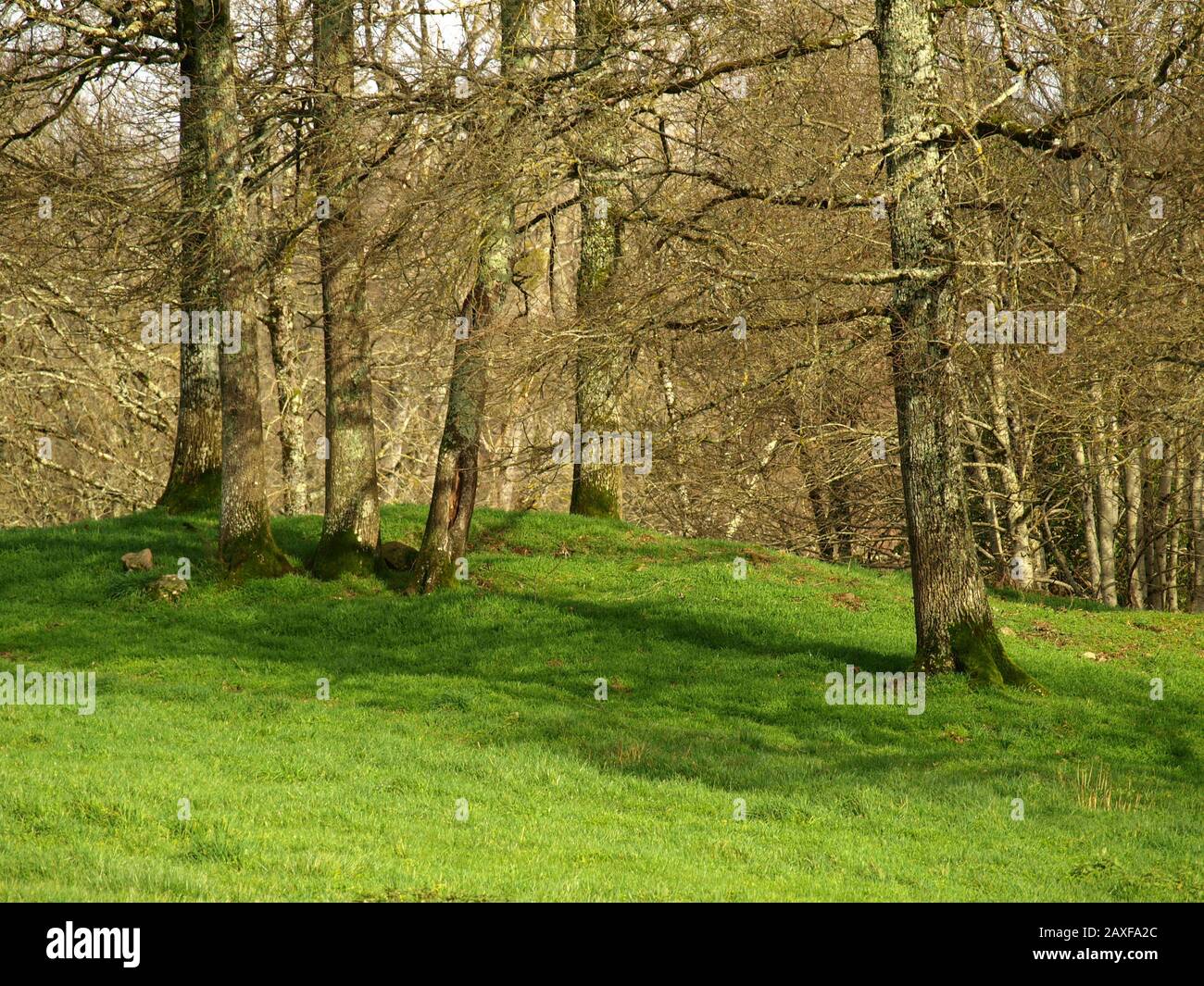Schöner Wald mit grünem Gras am Tag Stockfoto