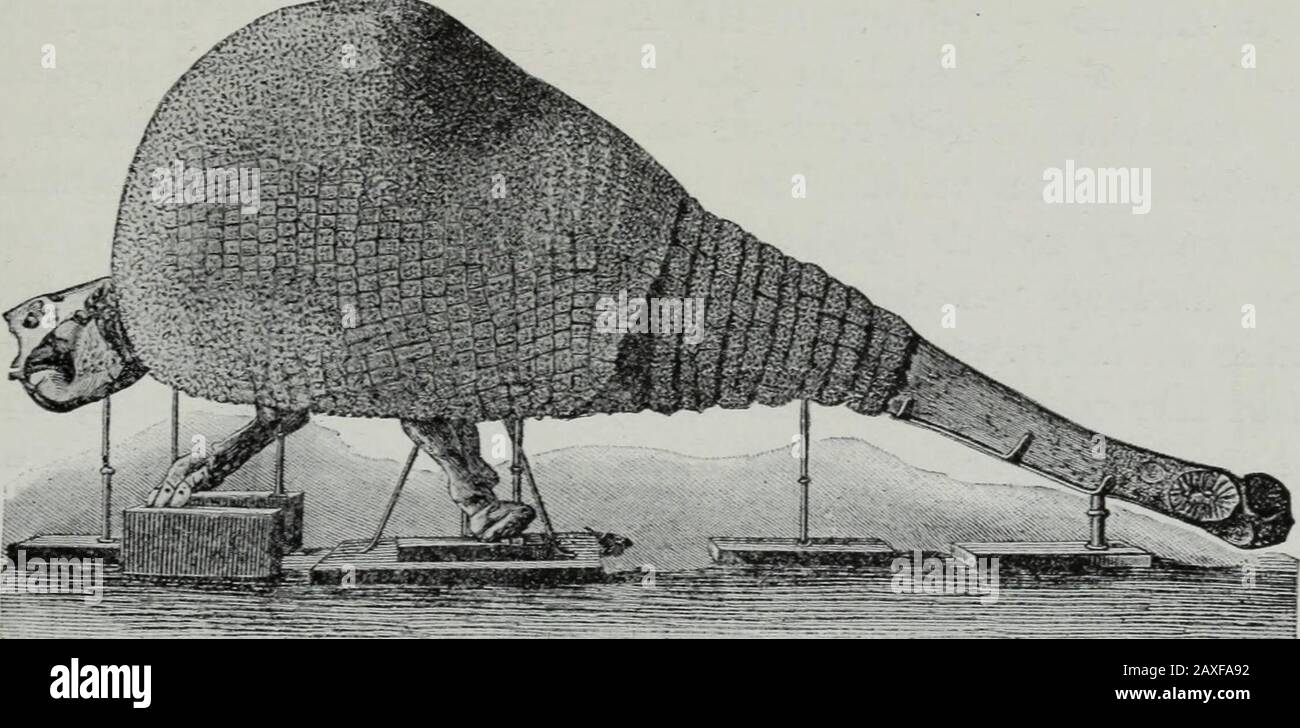 Die Geologie . . . . . . . . . . . . . . . . . . . . . . . . . . . . . . . . . . . . . . . .. Es könnte natürlich geruhsam sein, dass es zu einem starken Kampf um die Existenz kommen würde, der durch die Zerstörung der am wenigsten angepassten Formen und die zahlenmäßige Reduzierung des ganzen bestünde. Eine solche Reduktion findet seitdem statt, wenn auch nicht, und das scheint dem Hinweis, dass das PLEISTOZÄNS ODER DIE GLAZIALZEIT eine gewisse Kraft verleihen. 501 die Überlastung dieser großen Tierwelt hat die maximale Ausdehnung des Eises wirklich angezettert und das Erlöschen der riesigen Edentate, die ha zu hassen scheint Stockfoto