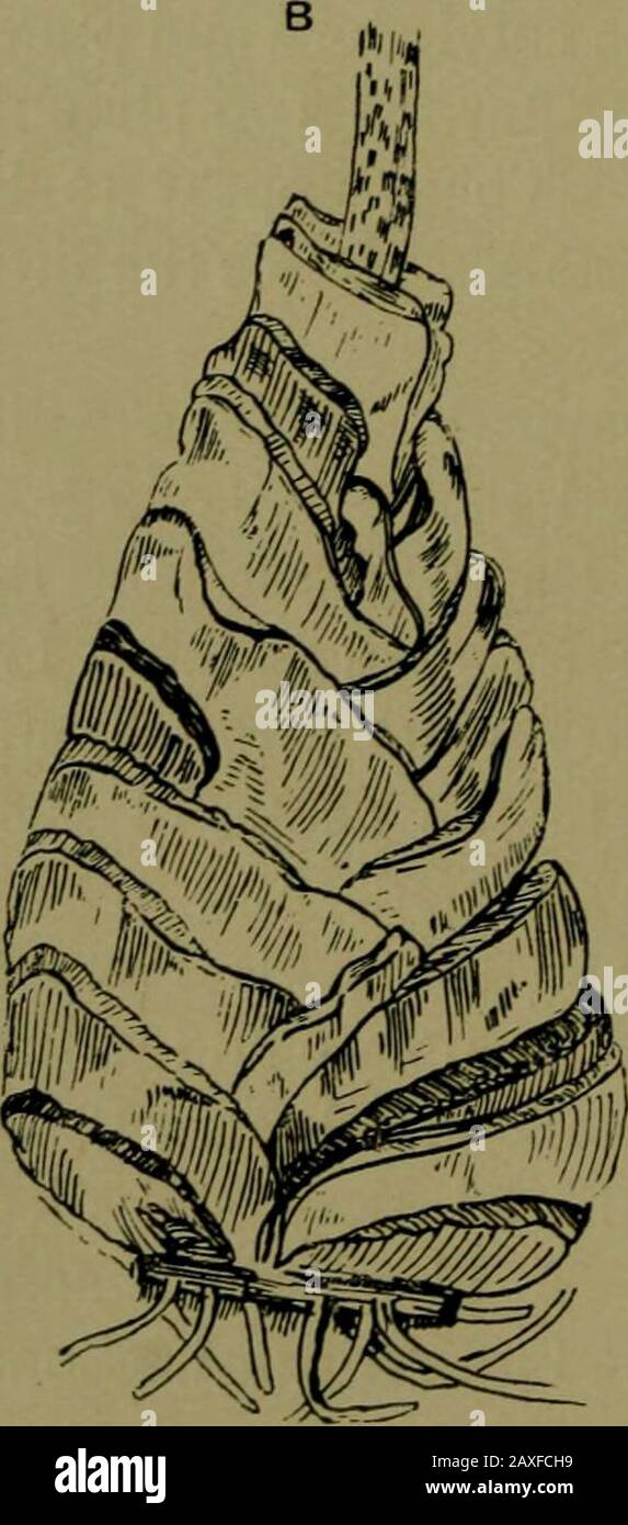 Pflanzen und ihre Wege in Südafrika . Stockfoto