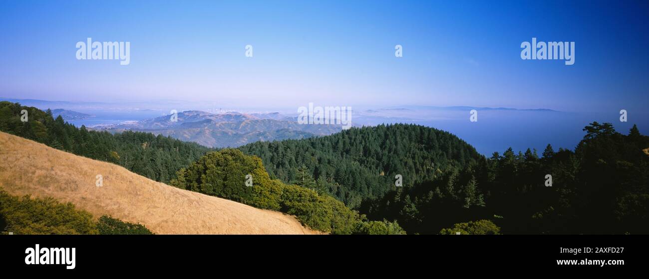 Blick auf den Wald, Mt Tamalpais, Kalifornien, USA Stockfoto