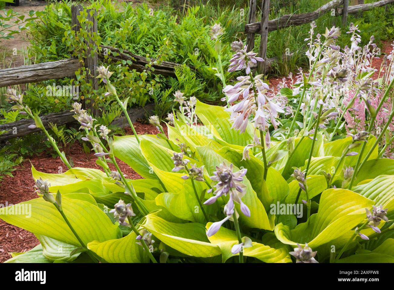 Nahaufnahme von Hosta 'City Lights' Pflanzen Blätter und Blumen ein Privater Garten im Garten im Sommer Stockfoto