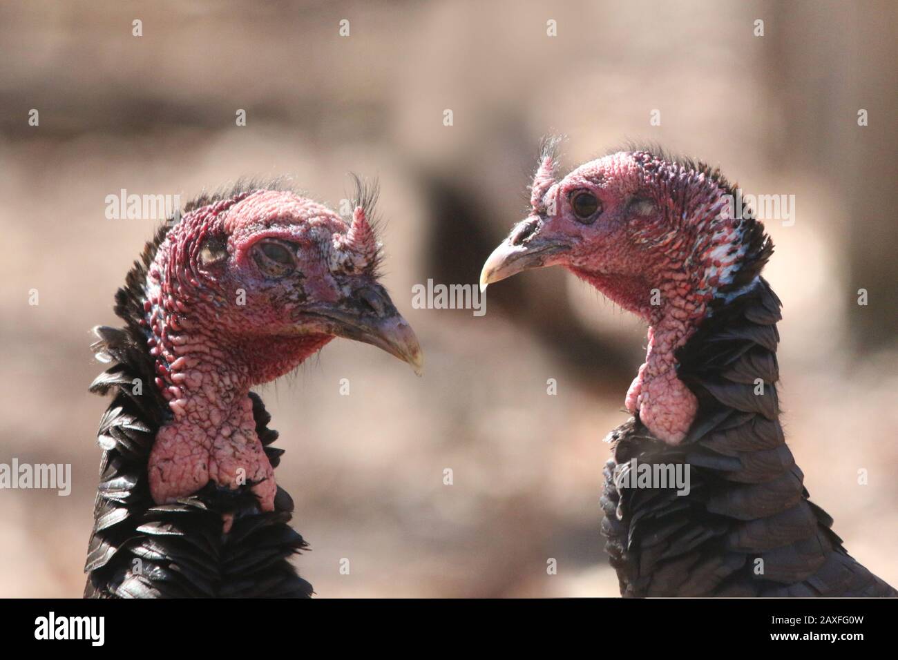 Zwei wilde truthahnhennen Stockfoto