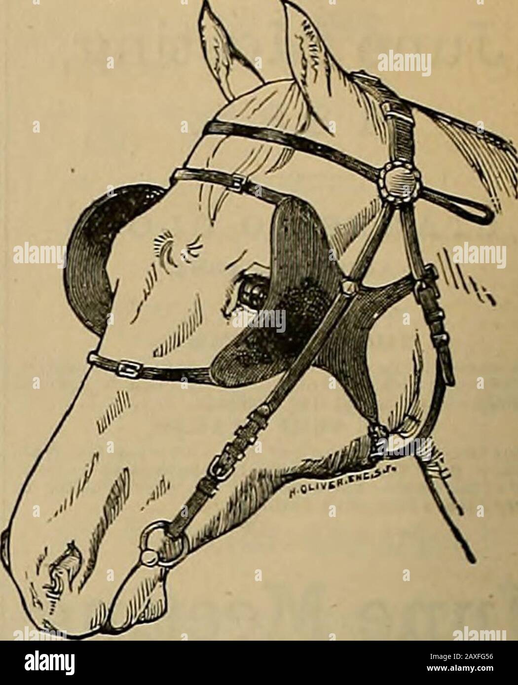 Züchter und Sportler . s togovern alle Laufrennen. Nicht-Slnrter für Laufrennen werden vor dem Eintritt abgehalten. Nichtstarter müssen den Tag vor dem Rennen, an dem sie teilnehmen, ausrufen, bevor Achtoclock P. M. Bei allen Laufrennen den zweiten Pferdeeinstieg erreicht. Kein Geld, das für ein Rennen ohne Wettbewerb gezahlt wurde. Alle Einsendungen für Rennen, die mit dem Staatspräsidenten in Oblco, 1. August, zu schließen sind. 1H8I. bei Ten Occlock v. M. Wird Der Verwaltungsrat während der Rennwoche die Strecke und Das Gelände absolut belasten und garantieren, dass er in der Klasse Hrcl geführt wird. Tin alio VI ru Stockfoto