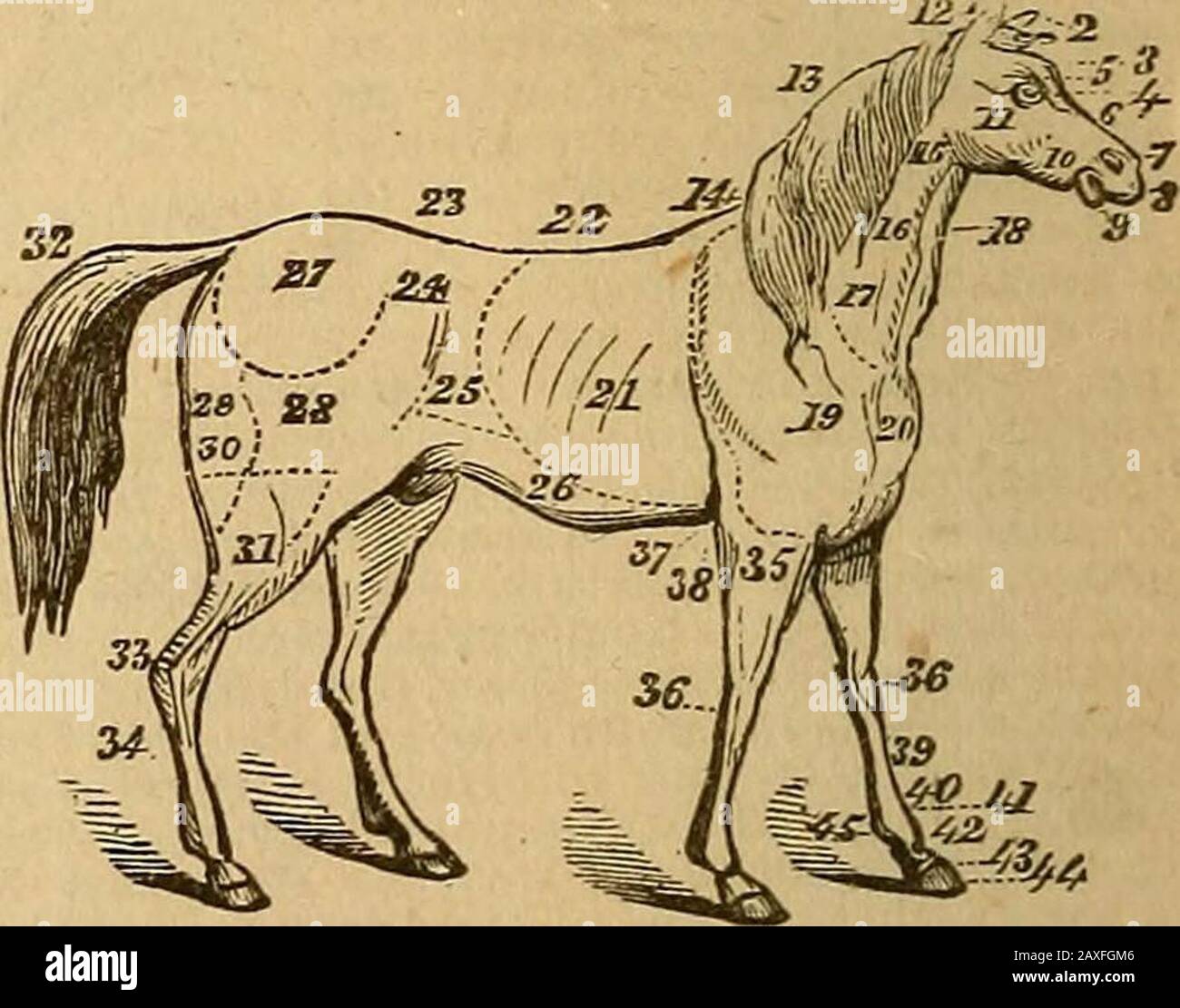 Websters praktisches Wörterbuch; ein praktisches Wörterbuch der englischen Sprache, das die korrekte Schreibweise, Aussprache und Definitionen von Wörtern auf der Grundlage des unverkürzten Wörterbuchs von Noah Webster enthält. . Pferd. 1, Ohren; 2, Vorderhals; .% Vorderkopf; 4, Auge; 5, Augengruben; 6,Nase; 7, Nasenloch; 8, Punkt der Nase; 9, Lippen; 10, Netherkiefers; 11, Wange; 12, Poll; 13, Mähne;14, Widerrist; 15, Parotiddrüsen; 16, Kehle; 17, Vene, Hals; 18; Schüttel; 18; 18; Schüttel; 18 IiO, Brust; 21, Rippen; 22,Rücken; 23, Lende; 24, Hüfte; 2.1, Flanke; 26, Bauch; 27, überfallen; 28, Oberschenkel; 29, Gesäß; 30,Sticken; 31, Bein; 33, Stockfoto