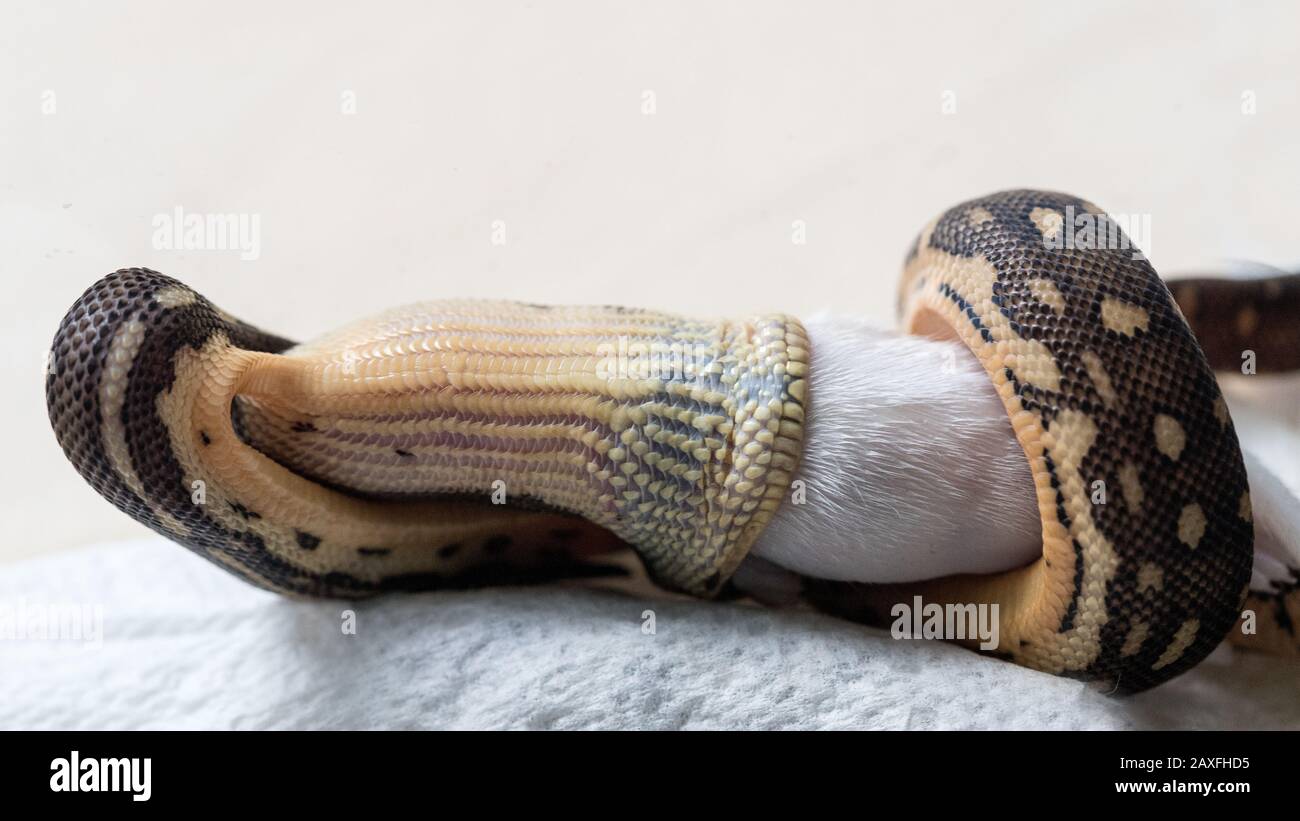 Juvenile Diamond Python, die mit der Maus füttert Stockfoto