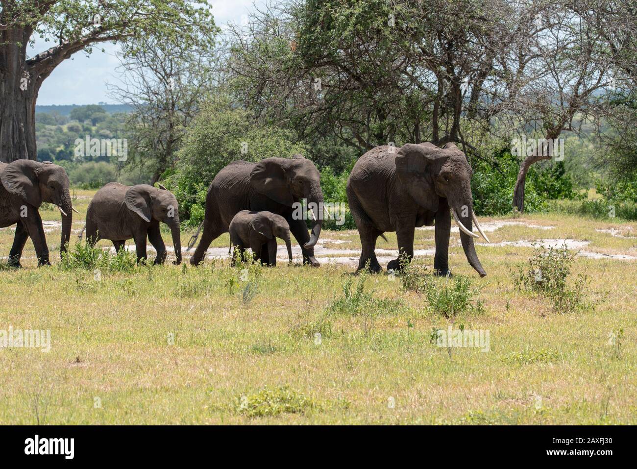 Elefantenfamilie in den Waldgebieten. Tarangire National Ark, Tansania, Afrika Stockfoto