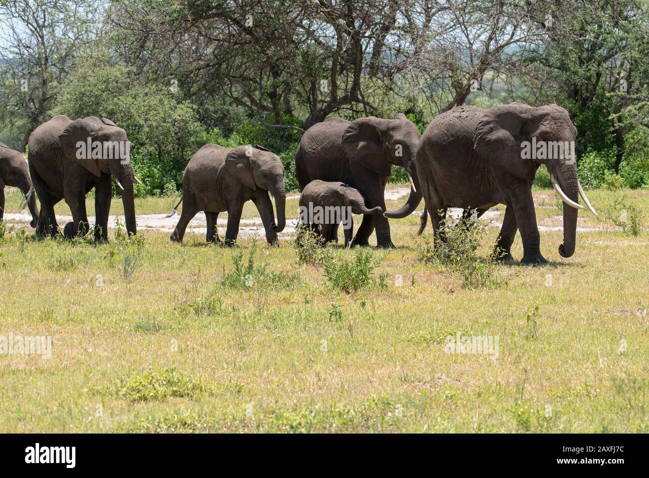 Elefantenfamilie mit Kleinkind, die versucht, den Stamm der Mutter zu halten. Tarangire National Park, Tansania, Afrika Stockfoto