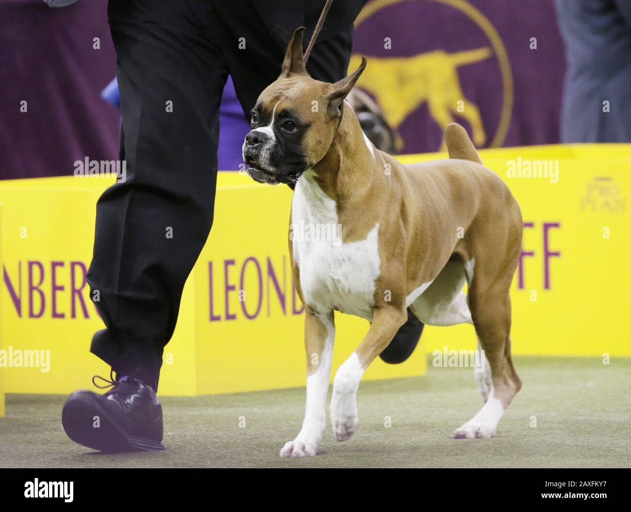 New York, Vereinigte Staaten. Februar 2020. Wilma The Boxer konkurriert und gewinnt die Arbeitsgruppe auf der 144. Jährlichen Westminster Kennel Club Dog Show im Madison Square Garden in New York City am Dienstag, 11. Februar 2020. Die erste Westminster-Show fand am 8. Mai 1877 statt und war damit die zweitlängste, kontinuierlich ausgetragene Sportveranstaltung in den Vereinigten Staaten hinter dem nur 1875 erstmals ausgetragenen Kentucky Derby. Foto von John Angelillo/UPI Credit: UPI/Alamy Live News Stockfoto