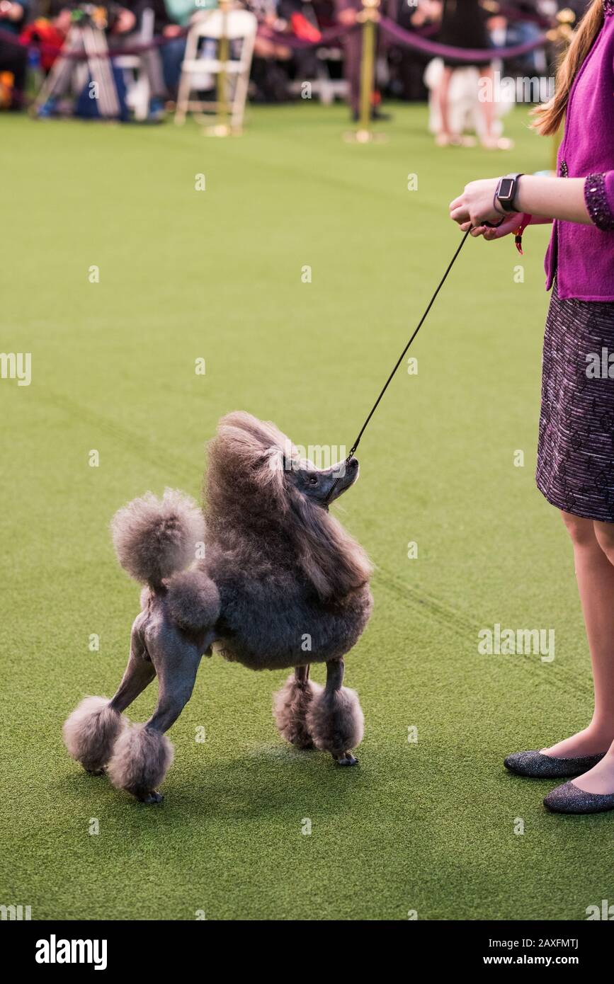 New York City, USA - 9. Februar 2020: Pudel mit Handler im Showring bei Hundepräsentation, 144. Westminster Kennel Club Dog Show, Pier 94, New York City Stockfoto