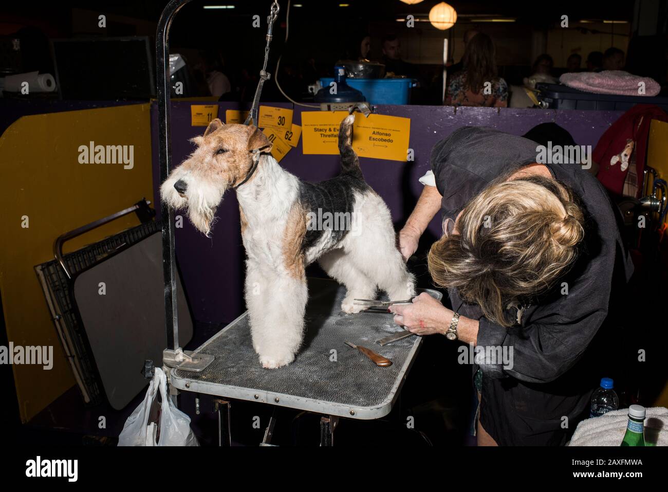 New York City, USA - 10. Februar 2020: Wire Fox Terrier wird vor der Meisterschaft gepflegt, Die 144. Westminster Kennel Club Dog Show, Pier 94, New York City Stockfoto