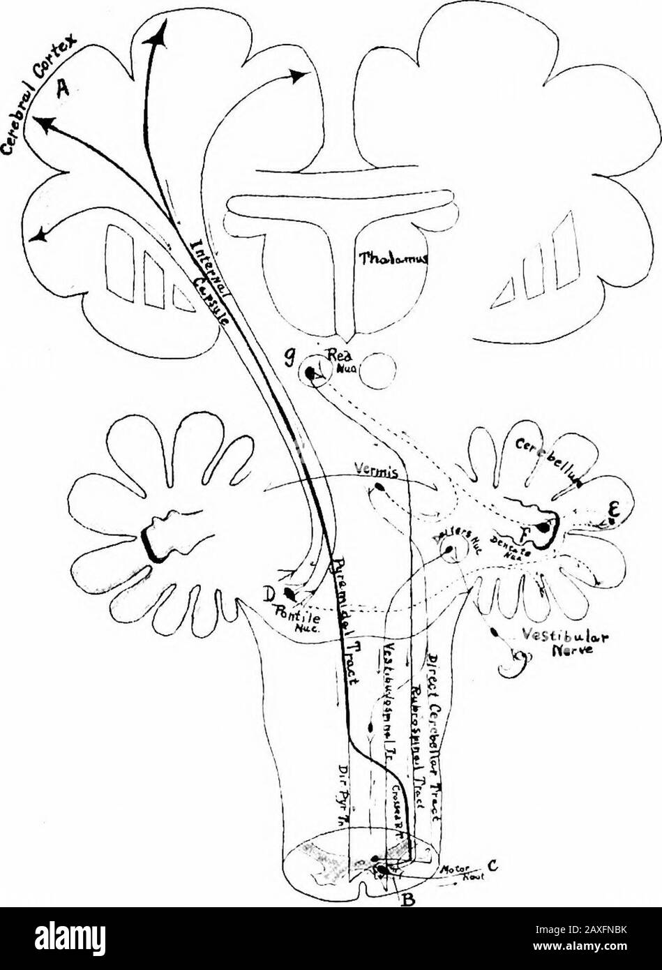 Ein Handbuch der Anatomie . durch die innere Kapsel der Corona radiata, die den mittleren Teil davon einnimmt; sie enterben die Kruste des Crus cerebri, dann das Tegmentum der pons und den ventralen Bereich der Oblongata; In diesen drei Regionen gehen einige der Itsfasern an die Hirnnervenkerne des Ursprungs über. An der kaudalen Endstelle der Oblongata 85 bis 90 Prozent, von den Fasern decussieren zur Opositseite des Rückenmarks als der gekreuzte Pyramidentrakt und thenend auf verschiedenen Ebenen um die Zellen des Ventralhorns. Theremaining-Fasern setzen sich auf derselben Seite des Rückenmarks fort, so die Stockfoto