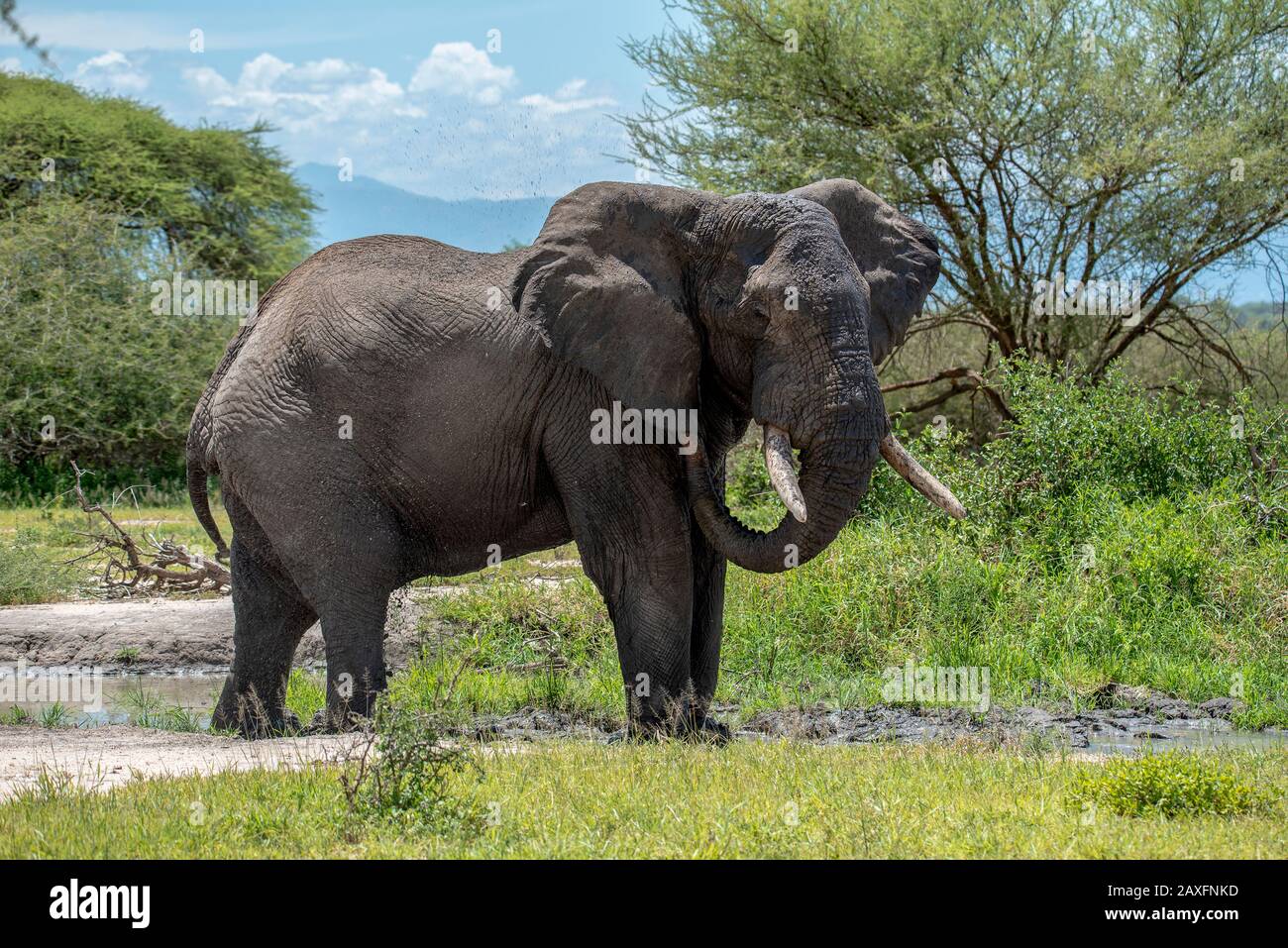 Elefanten schaukeln im Schlamm. Tarangire National Park, Tansania, Afrika Stockfoto