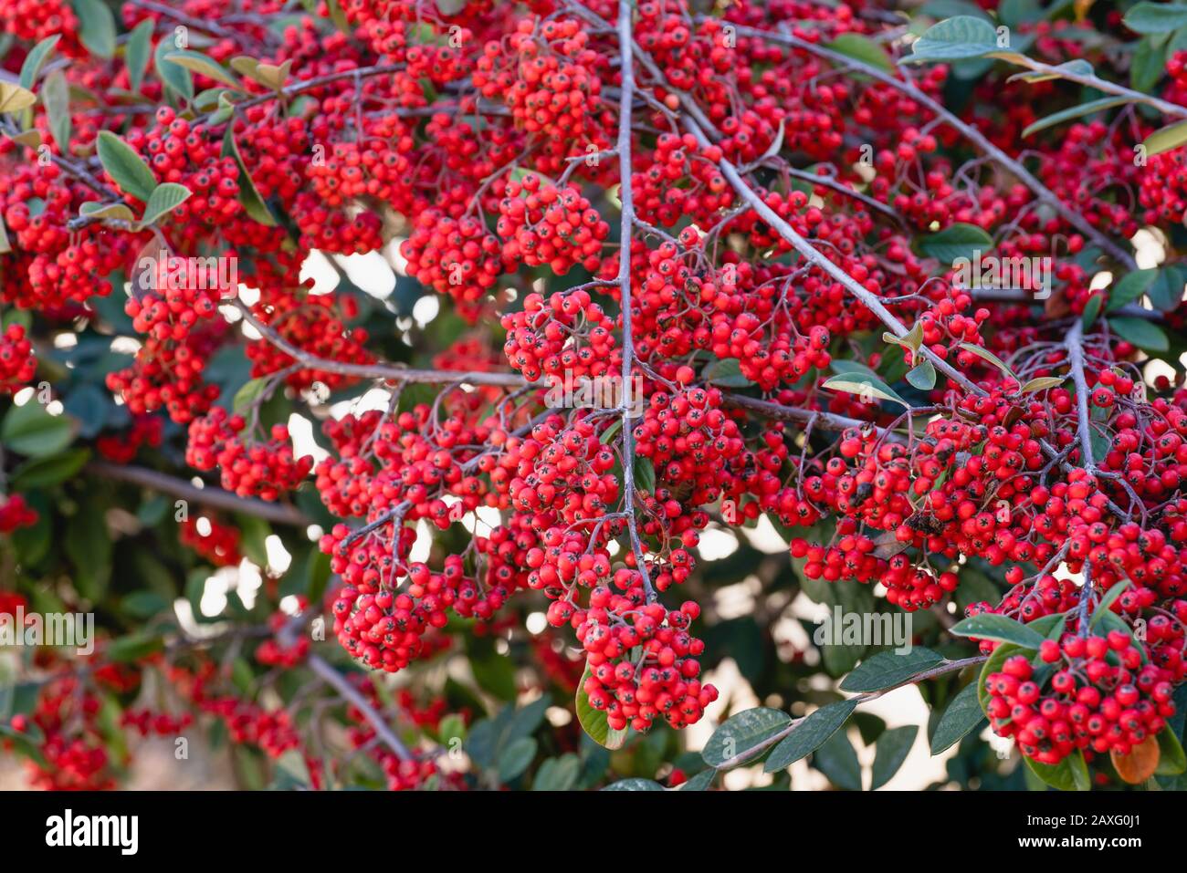 Die Cotoneaster Pflanze mit reifen roten Beeren schließt sich an Stockfoto