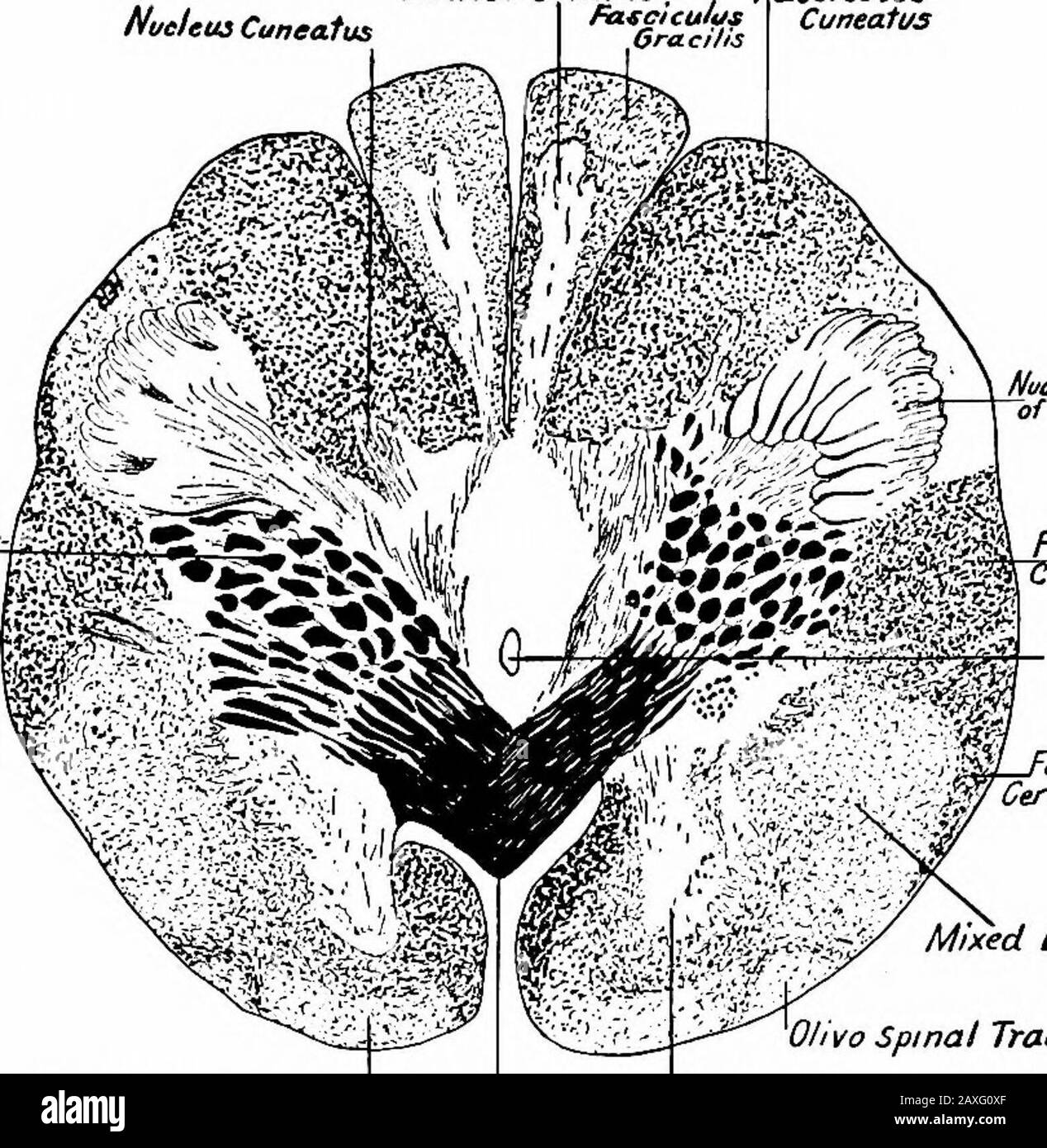 Ein Handbuch der Anatomie . s Kerne streuen im weißen Nervengewebe und geben so einen gemischten Charakter, der in der Kordel nicht existiert. Im Kleinhirn und Kleinhirn ist die Rela-tion wieder deutlicher, aber das Grau ist hier oberflächlich oder kortikalwährend das Weiß zentral oder medulläre ist. Der HIRNSTAMM Oblongata.-Bei der Untersuchung der inneren Struktur der Oblongatasektionen bei der motorischen Dekussation werden die Sensordekussation und die mittleren Olivarylevel verwendet. Diese Abschnitte stammen aus aufsteigenden Ebenen in der angegebenen Reihenfolge. Motorabschaltung (Abb. 284 und 285).-Im oberen oder pontilepart der Oblongata Stockfoto