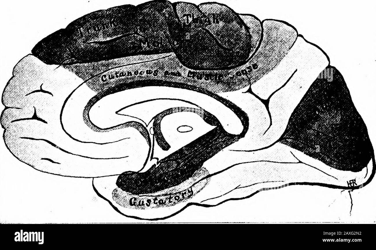 Ein Handbuch der Anatomie . ortikale Lokalisierungsoffunktionen. 1. Der Motorbereich nimmt den hinteren Teil der Seitenfläche des Frontallappens direkt vor der Zentralfissur ein; er neigt wie angegeben auf die Mitteloberfläche. 2. Der allgemeine Sensorbereich {Aktile, Temperatur und Schmerz) liegt im frontalen Teil der Seitenfläche des Parietallappen knapp hinter 392 DEM NERVENSYSTEM die zentrale Fissur. Es hat auch eine markierte Verlängerung auf der Mittelfläche. 3. Der Hörbereich befindet sich im oberen Teil der Lateralfläche des Temporallappens, gerade noch die sylvianfissur. Stockfoto