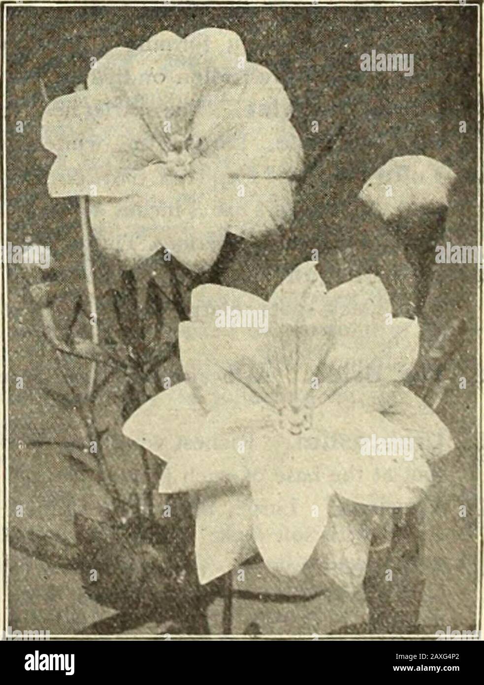 Dreers Gartenbuch: Siebzigjährige Ausgabe 1912 . Polyanthus. FOI^EMONIUM. (Jacobs Ladder, oder Charity.) Nützliche harte Grenzpflanzen etwa 1 2 Zoll hoch, am besten in einer par-tially schattierten Position; tiefgrünes Finelycut-Laub und Spitzen von auffälligen Blumenerswährend der Sommermonate. Pro PKT. 3671 Richardsonii. Himmelblumen, mit goldenen Antheren. 10 3672 - alba. Eine ziemlich weiß geblütete Form der oben genannten . 10 Platycodon GrandiFLORUM. DRERS Verbesserte Large=Flowering Ten=Week Stocks. Die beste Sorte dieses Splendidannual. Siehe Farbplatte und Angebot auf Seite 58. Il.ATVCoDON Japonikus B. Stockfoto