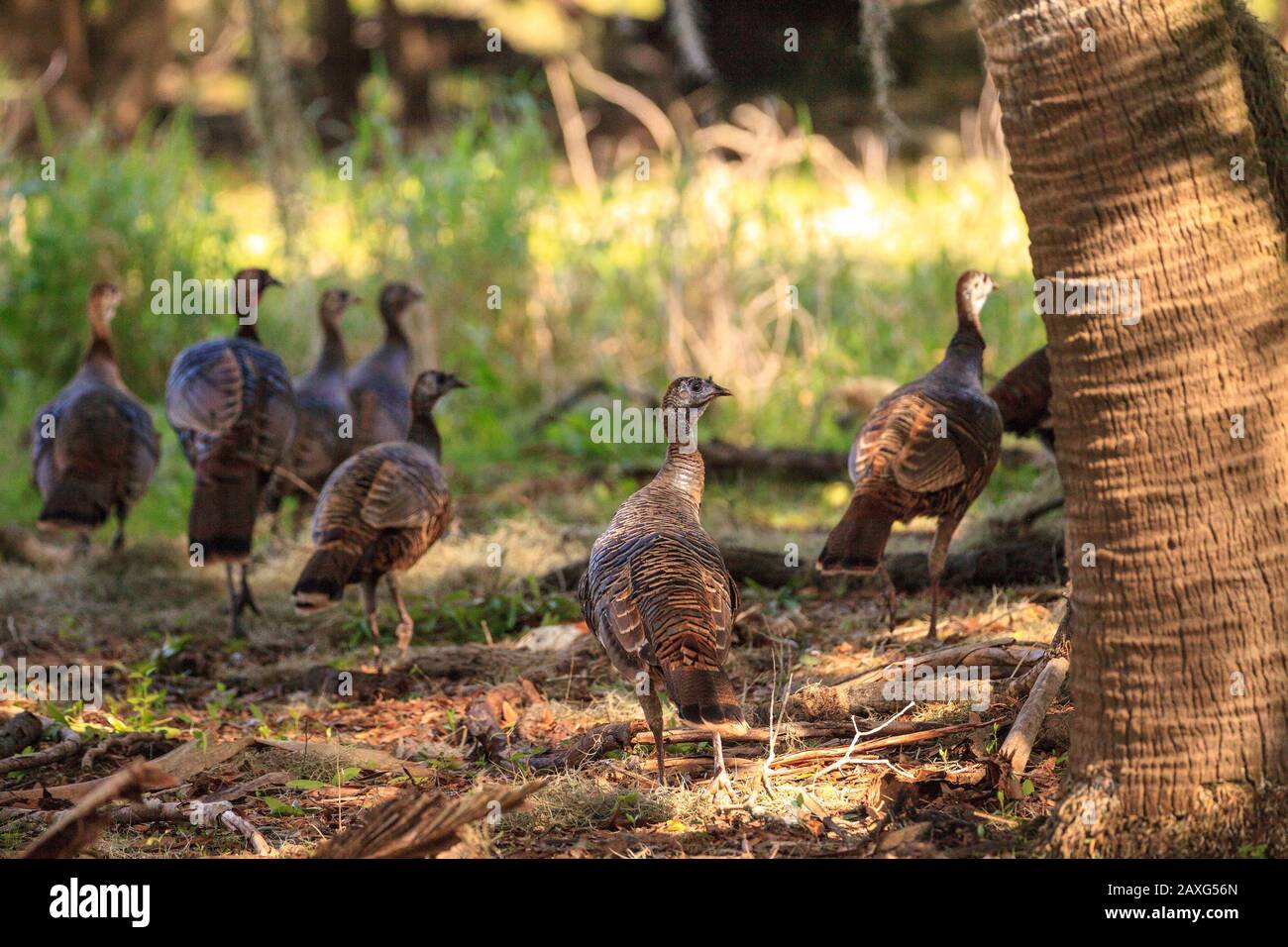 Wild osceola Wild turkey Meleagris gallopavo osceola in den Wäldern des Myakka State Park in Sarasota, Florida Stockfoto