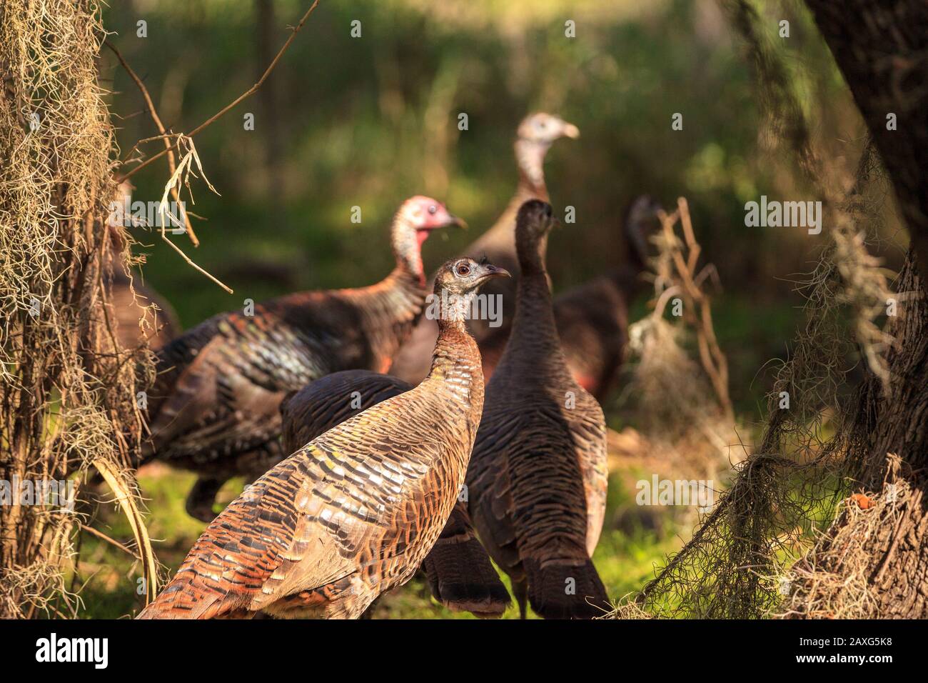 Wild osceola Wild turkey Meleagris gallopavo osceola in den Wäldern des Myakka State Park in Sarasota, Florida Stockfoto