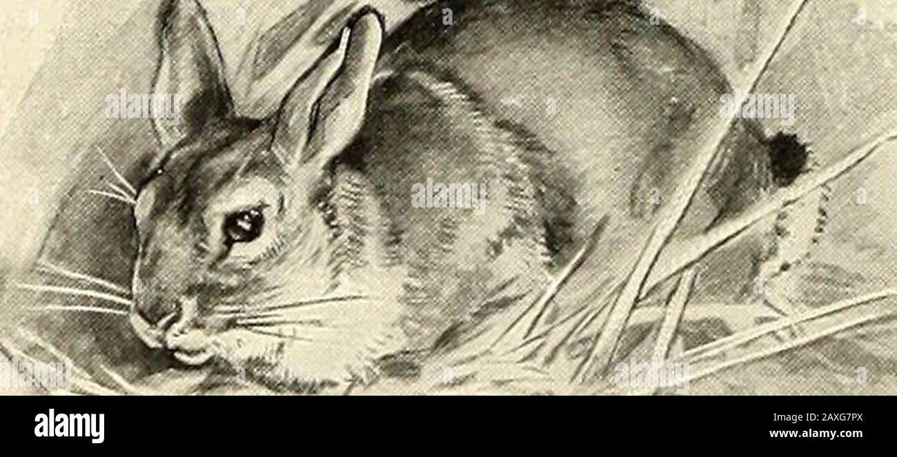 StNicholas [seriell] . DAS NEST EINES KAHLADLERS AM RANDE EINER KLIPPE. Die HÄUSER DER WILDEN GESCHÖPFE Es gibt einen besonderen Charme und Interesse an der Erforschung der Häuser der wilden Geschöpfe. Ihre Voranstellungen und die Ergebnisse beim Aufbau dieser, auch nur eifrigen, Sympathien sind unsere Sympathien. Wir haben die Nester der bekannteren Vögel bewundert und bis zu einem gewissen Grad gehaubert;wir haben gesehen, wie das Eichhörnchen sein Zuhause in einem toten Baum oder hohlen Glied macht; vielleicht haben wir den Muskrat und sein eigentümliches, kuppelförmiges Haus untersucht. Nur wenige Menschen hatten jedoch die Vorortlichkeit, die Angelegenheit zu erweitern. Unter Stockfoto