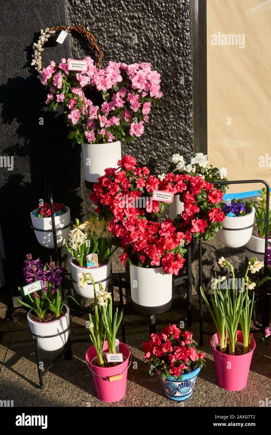 Bunte Gehwege Valentinstag herzförmige Blumenarrangements vor einem Blumengeschäft Stockfoto