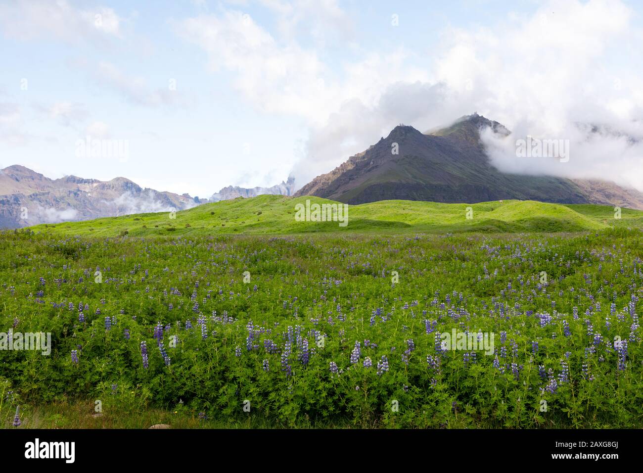 Wilde Lupinen, die auf dem Land in Island wachsen Stockfoto