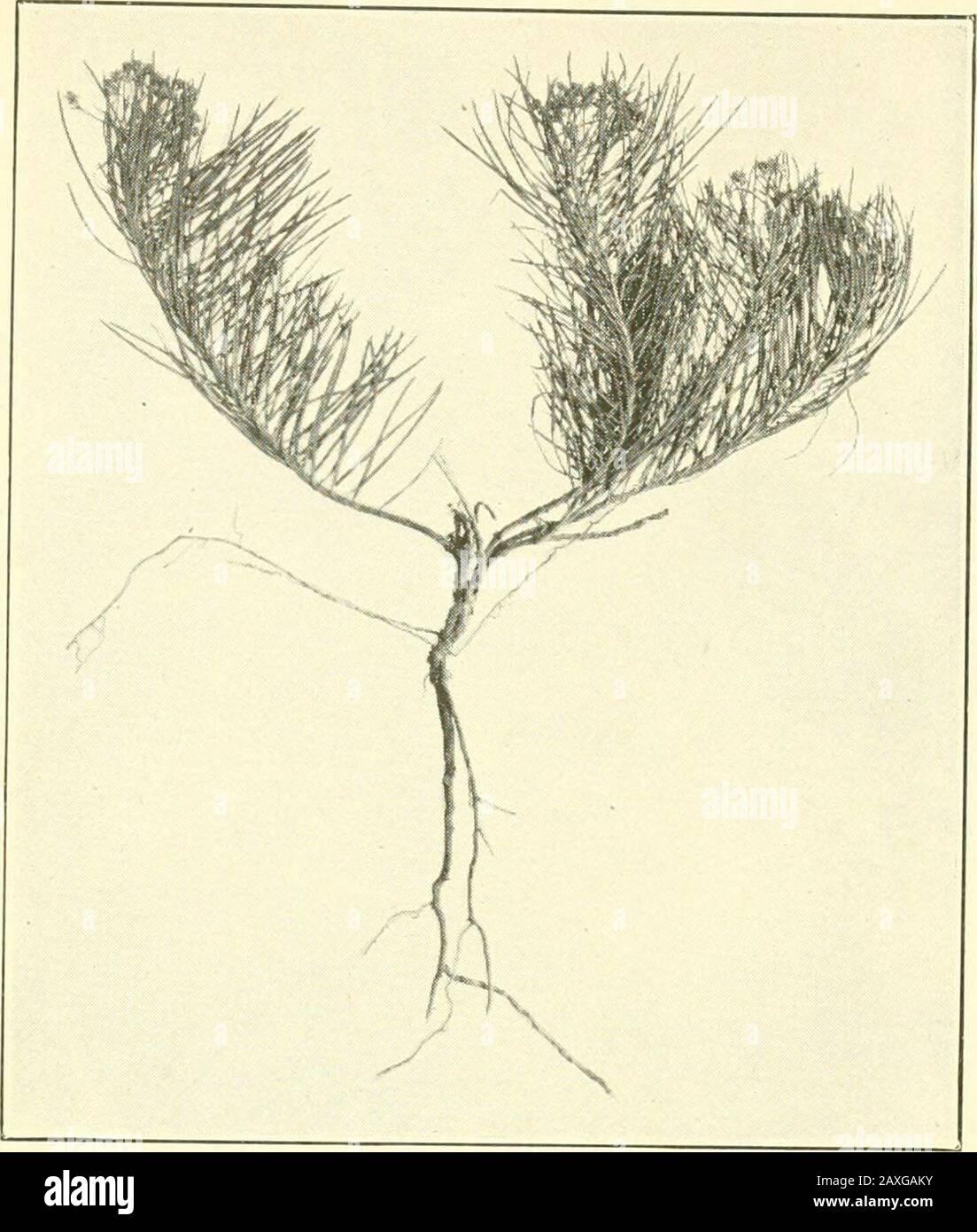 Giftige Eigenschaften der verdorrten Milchkräuter Asclepias pumila und Averticillata vargeyeri . h alle Prüfungsbereiche waren etwas ödematös. In der Lendenwirbelschnur des jeweiligen Falles und im Kleinhirn des Schafs 519 war eine kleine Menge an Diapedesis von Erythrozyten aufgetreten. Die Nervenzellen von themedulla und Rückenmark sowie die Purkinjezellen des Kleinhirns hatten in beiden Fällen deutliche Veränderungen erfahren. Bei den Purkinjezellen des Schafs, das mit A. galioides vergiftet wurde, wurden deutliche oder in einigen Fällen extreme Ermüdungseffekte festgestellt. Veränderungen in anderen Nervenzellswaren offenbar Ermüdungseffekte. Th Stockfoto