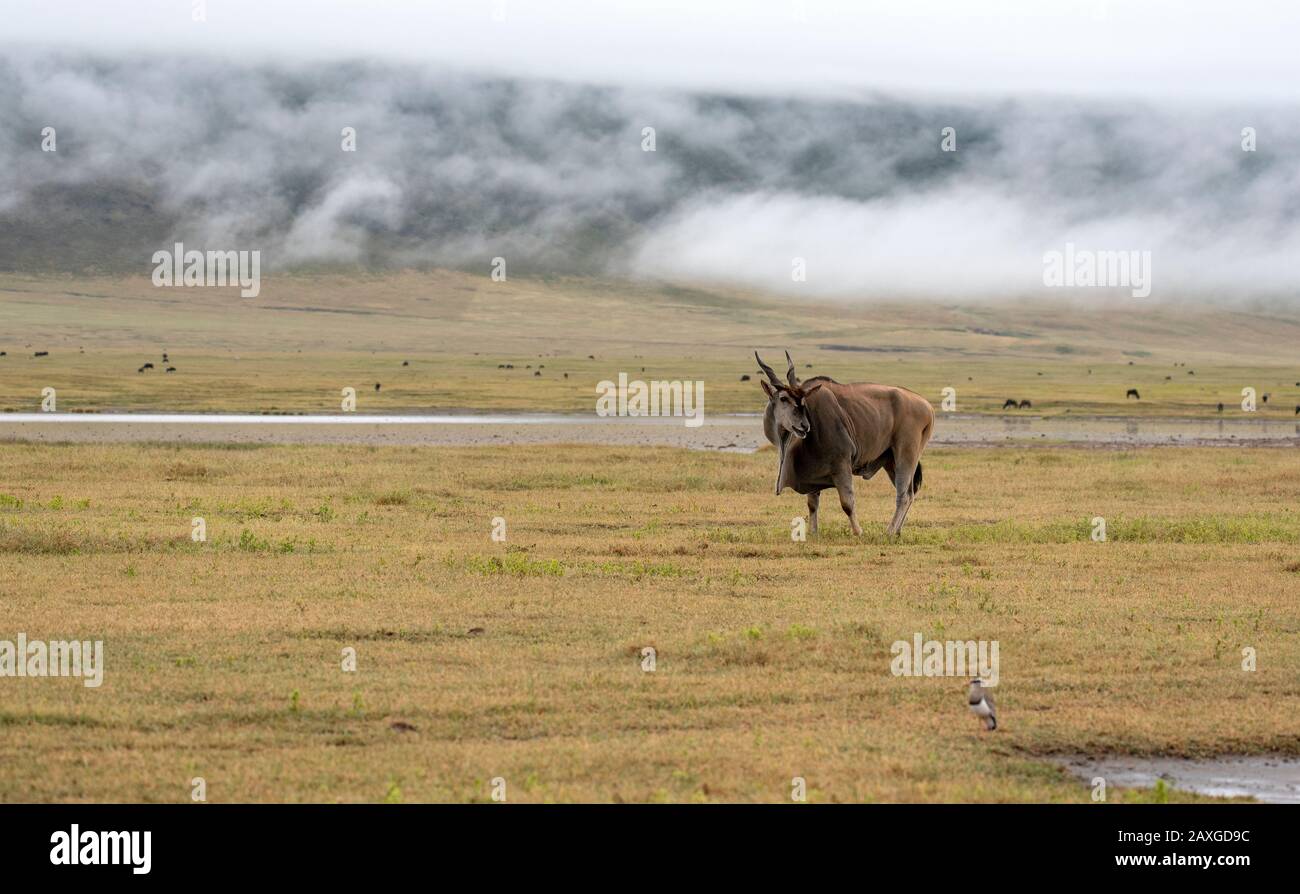 Niedrige Wolke über der Ngorongoro Kraterwand. Aufgenommen mit der größten der afrikanischen Antilope, dem Eland, auf den weiten Ebenen. Stockfoto