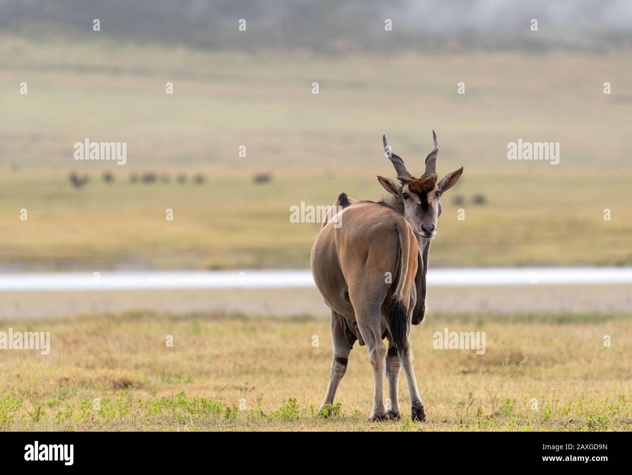 Die größte der afrikanischen Antilopen, die Eland, blickt zurück auf die Person, die sein Foto macht. Stockfoto