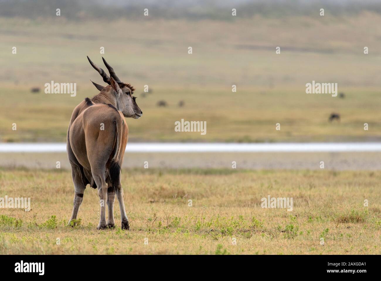 Die größte der afrikanischen Antilopen, die Eland.aufgenommen im Ngorongoro Nationalpark, Tansania, Afrika. Stockfoto