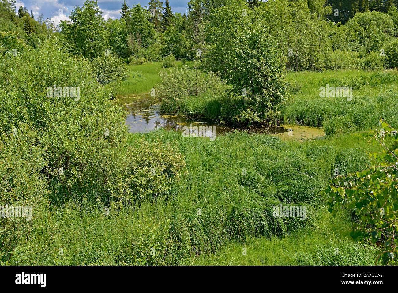 Grünes üppiges Gras und üppige Büsche in der Flussaue des Wasserlaufes. Stockfoto