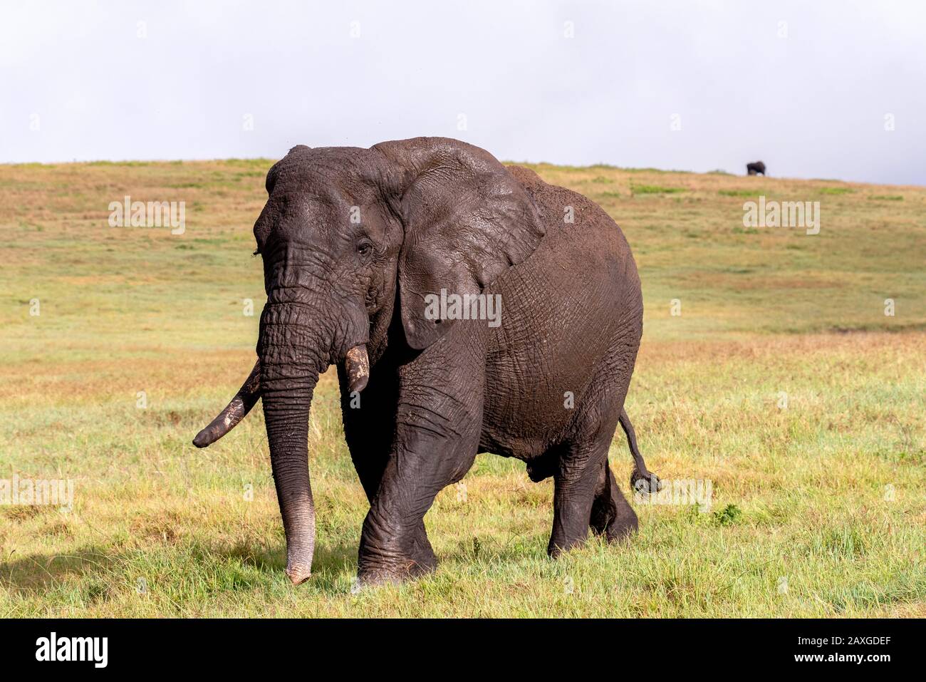 Elefant im Krater Stockfoto