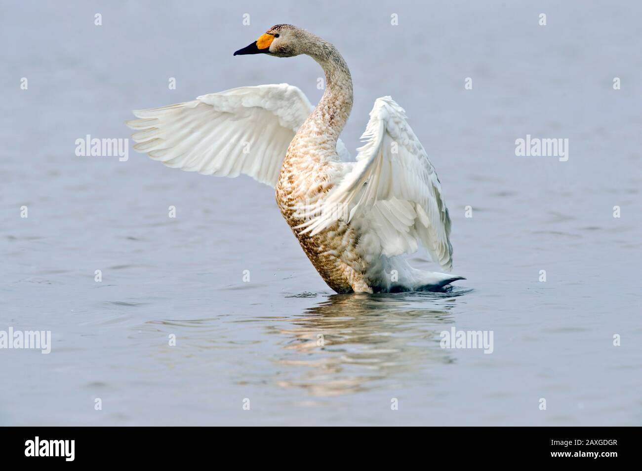 Whooper Swan (Cygnus cygnus) Wing Stretch at Wuxing Farm, Wuxing Nanchang, Poyang Lake Basin, East-Central China Stockfoto