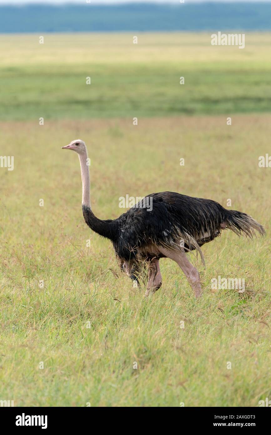 Starke Regenfälle in der Nacht zuvor haben diesen armen Ostrich durchnässt Stockfoto