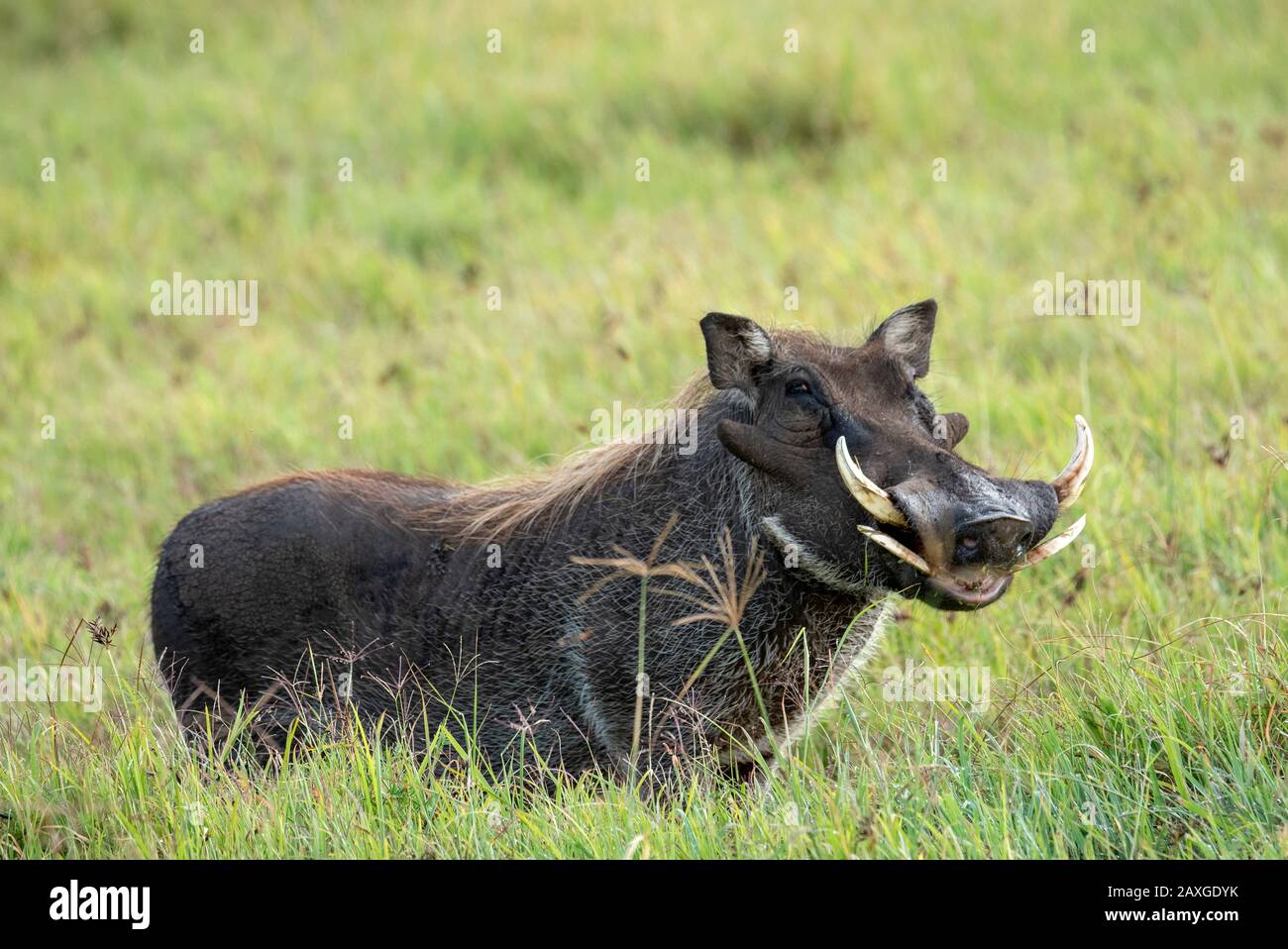 Lächelnder Warthog, der eine grasige Mahlzeit im Ngorongoro-Krater genießt. Stockfoto