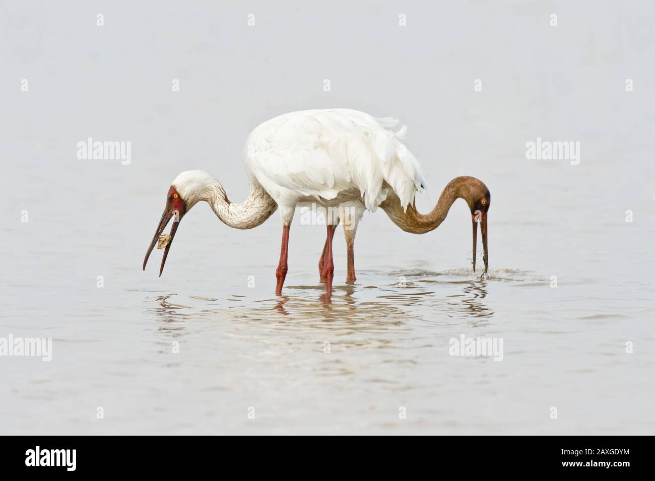 Erwachsene und juvenile sibirische Kraniche (Leucogeranus leucogeranus), die in Wuxing Nanchang im Poyang-Seebecken im ostzentralen China füttern Stockfoto