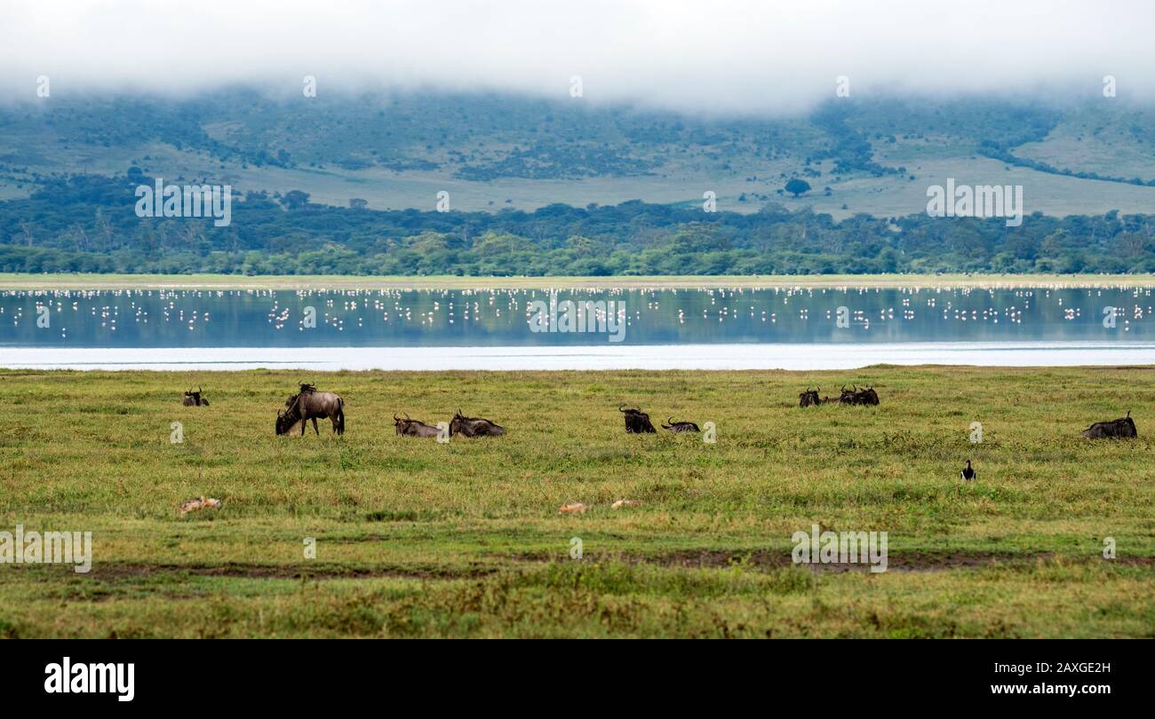 Die Landschaft des schönen Weltkulturerbes verzeichnet Ngorongoro Krater Conservation Area. Stockfoto