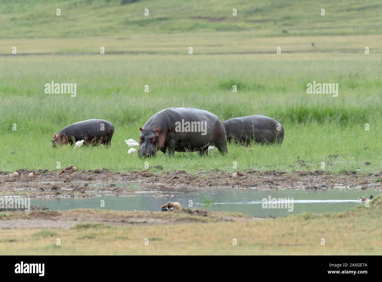 Familie von Hippopotamus weidete im Ngorongoro-Krater. Stockfoto