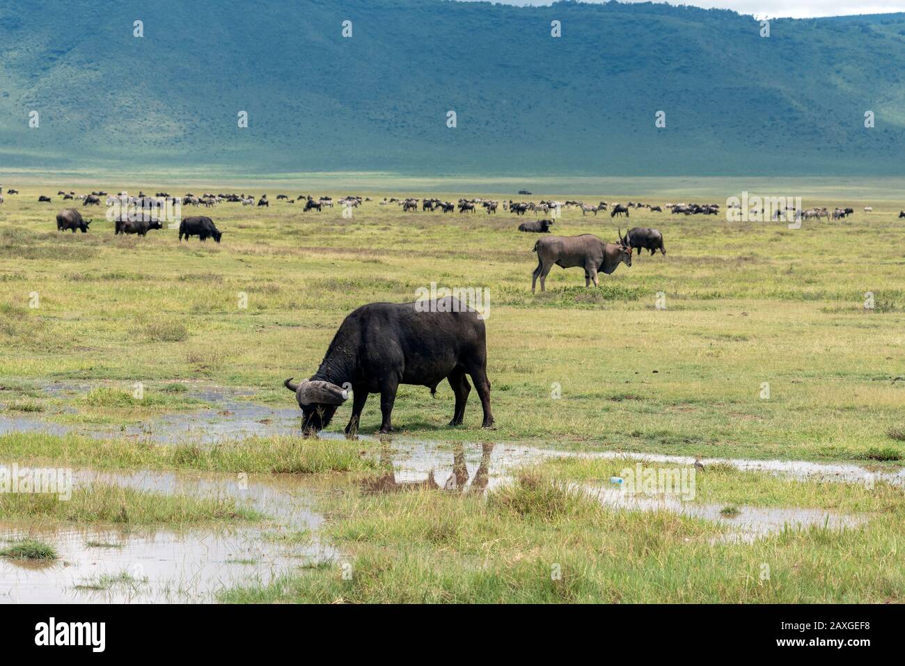 Afrikanischer Büffel, der das Wasser nach dem Regen genießt. Im Ngorongoro-Kraterschutzgebiet. Stockfoto