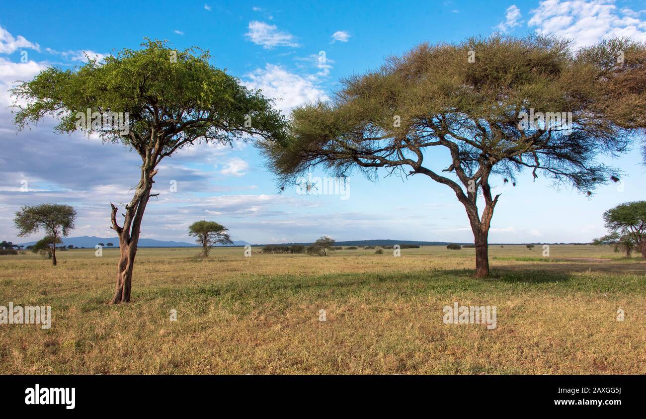 Die Ebenen des Tarangire National Park, mit Webervogelnester, die vom Baum hängen. Stockfoto