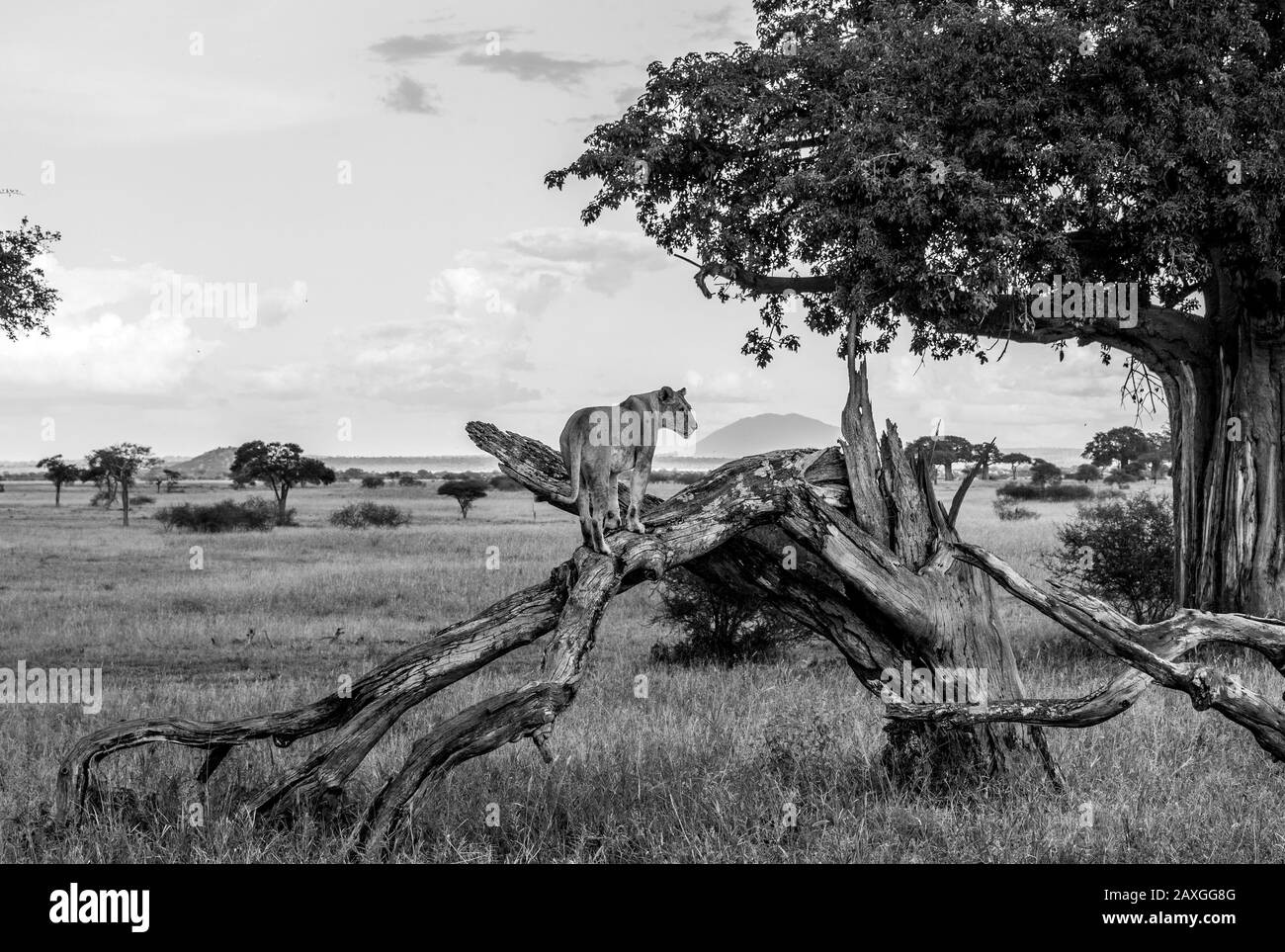 Schwarz-Weiß-Bild einer jungen Lioness auf der afrikanischen Savanne. Stockfoto