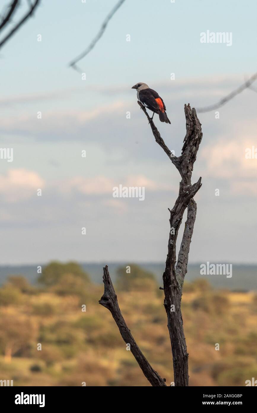 White Hat Den Vogel Buffalo Weaver Angefahren und blickt auf die Ebenen des Tarangire National Park Stockfoto
