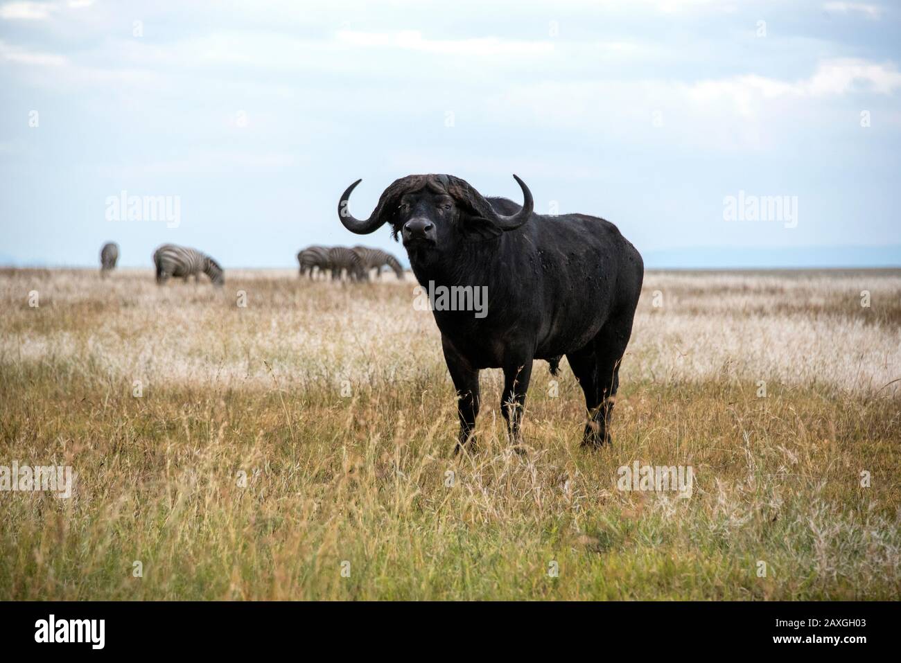 Afrikanischer Büffel, auf Safari im Serengeti-Nationalpark Stockfoto