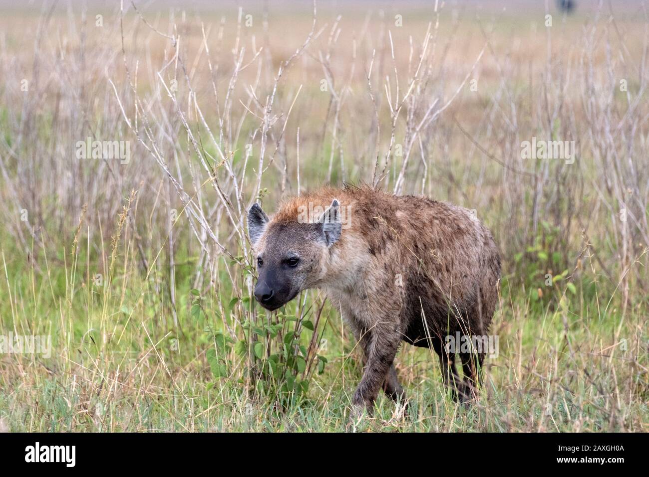 Hyäne auf der Serengeti-Savanne Stockfoto