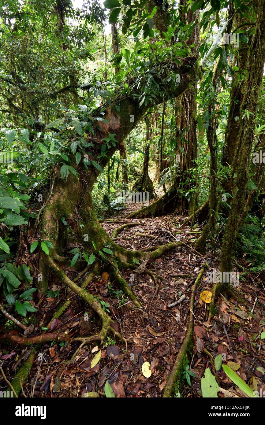 Tropischer Regenwald Costa Rica Stockfoto